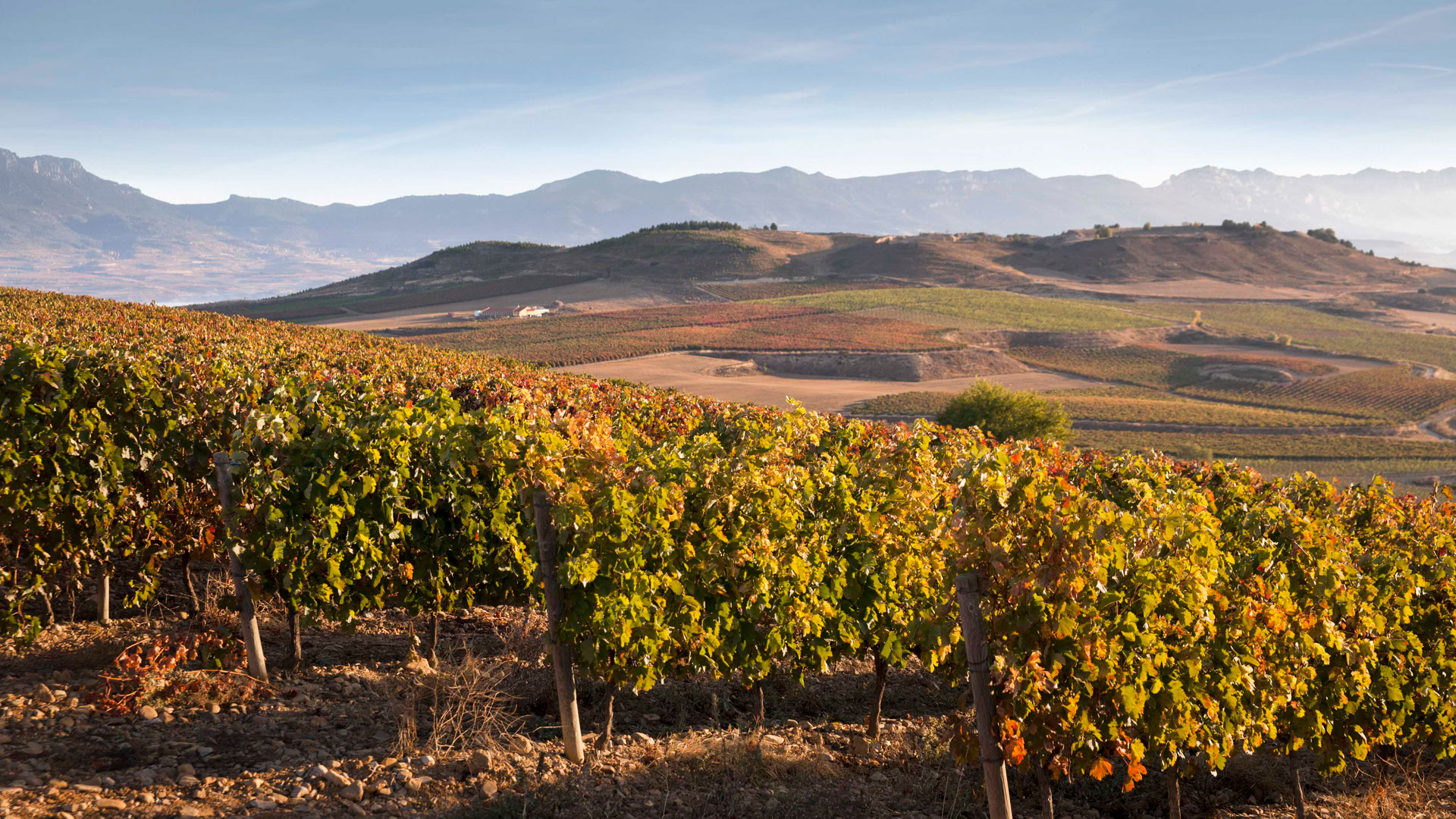 Imagen de vino Beronia