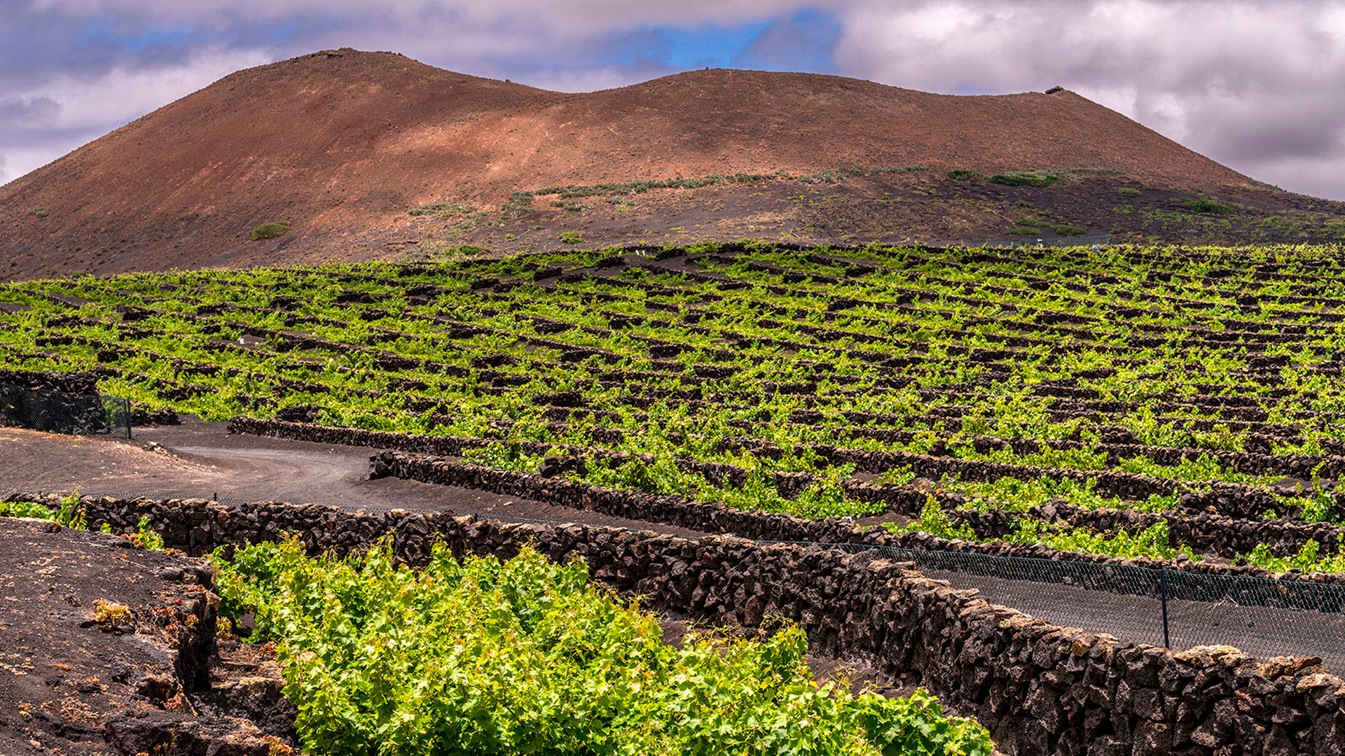 Imagen de la bodega El Grifo