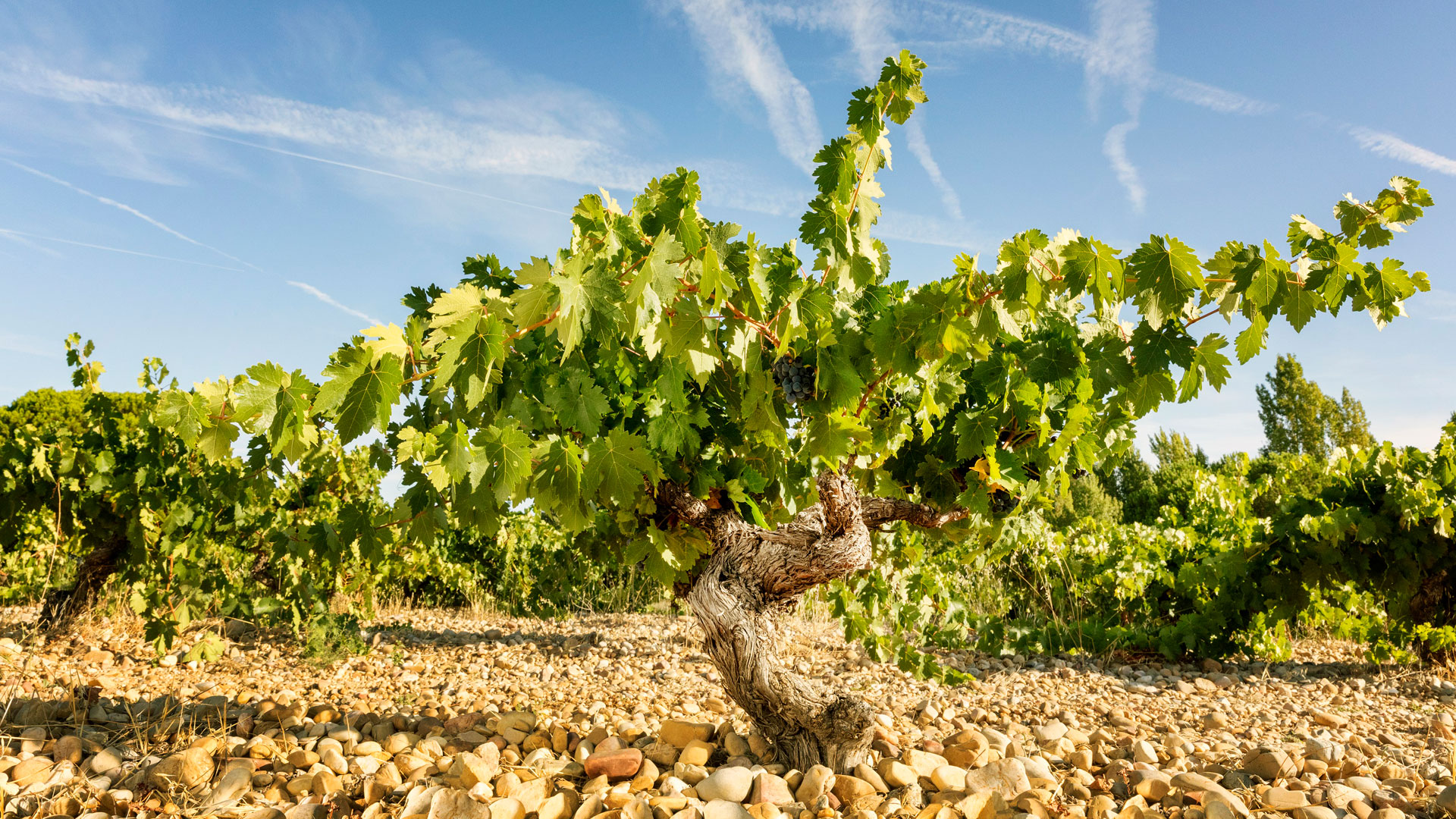 Imagen del vino Dominio Fournier
