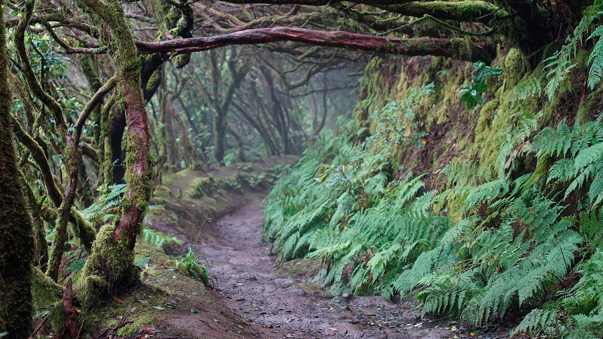 Imagen de Tenerife