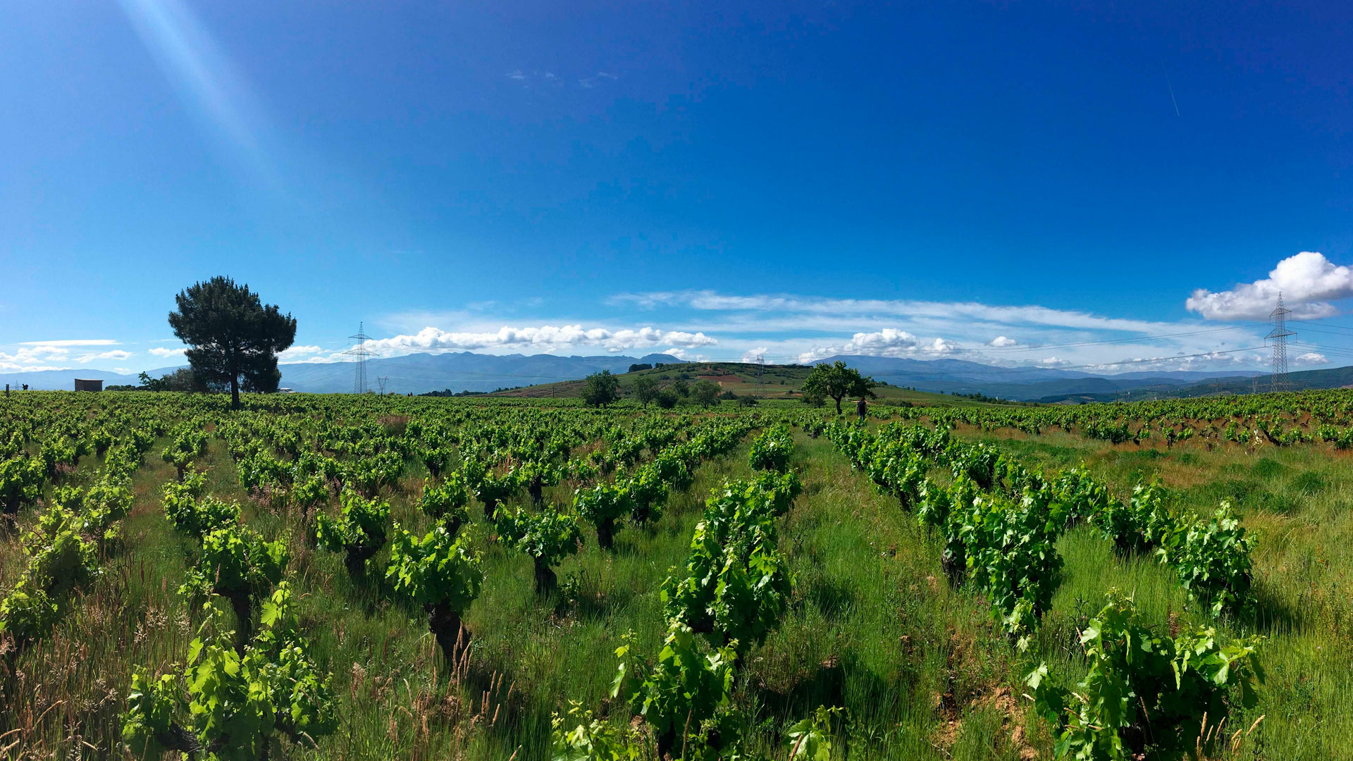 Imagen de la bodega Finca Losada
