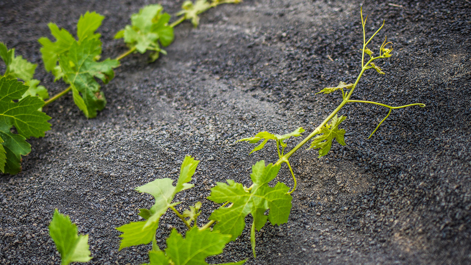 Imagen del vino lanzaroteño El Grifo