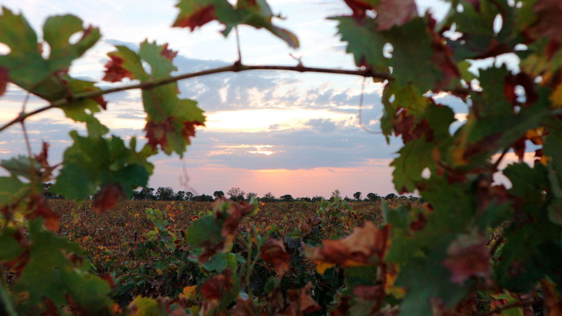 Imagen de las bodegas Tinto Pesquera